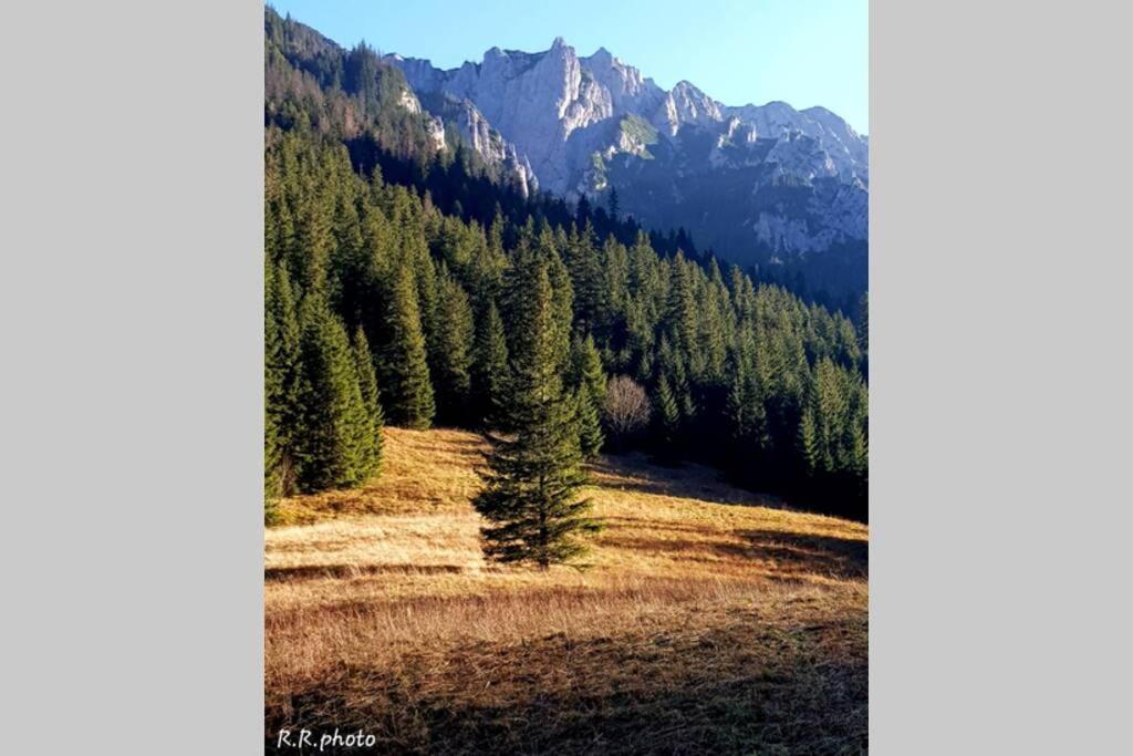Domek Goralski Parzenica Koscielisko Bagian luar foto
